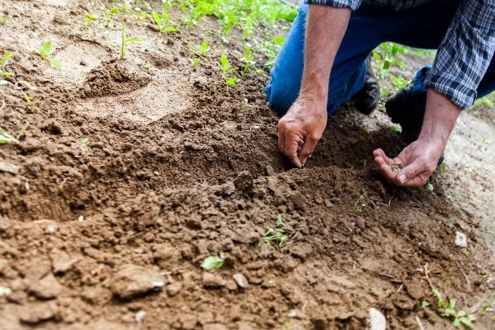 Gardener planting seeds in the garden