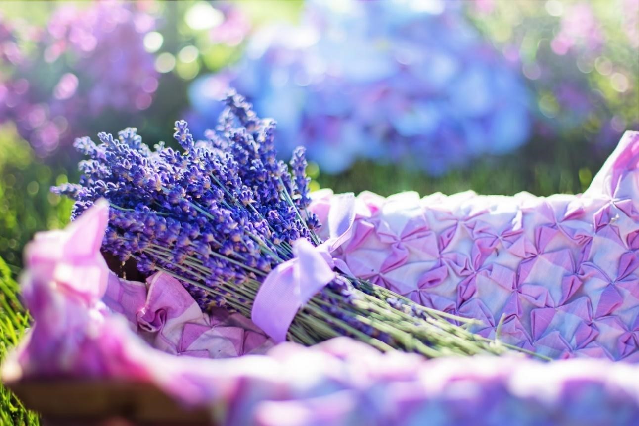 Harvested Lavender